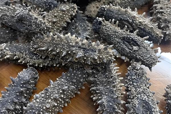 有哪些没有牙齿的动物，有扇贝、水母等