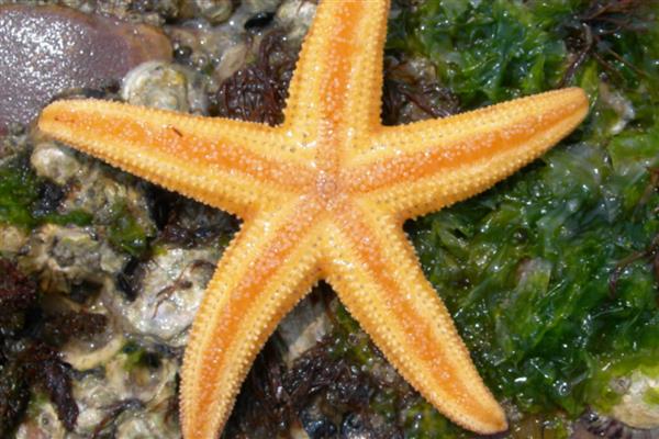 有哪些没有牙齿的动物，有扇贝、水母等