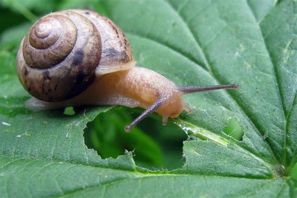 有哪些没有牙齿的动物，有扇贝、水母等