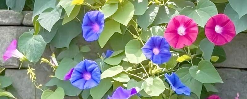 喇叭花在什么季节开，主要是在春夏季节开花