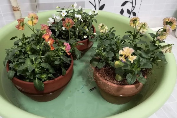 喇叭花在什么季节开,主要是在春夏季节开花