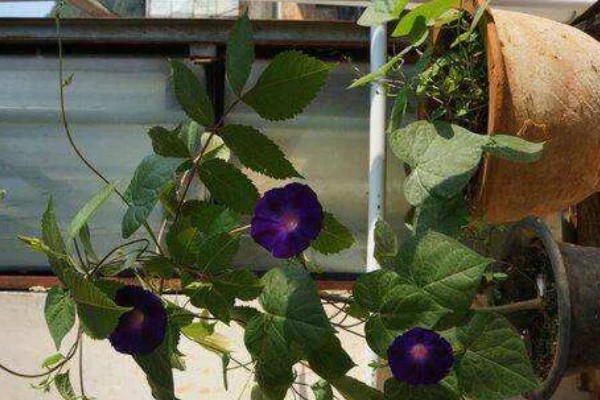 喇叭花在什么季节开,主要是在春夏季节开花