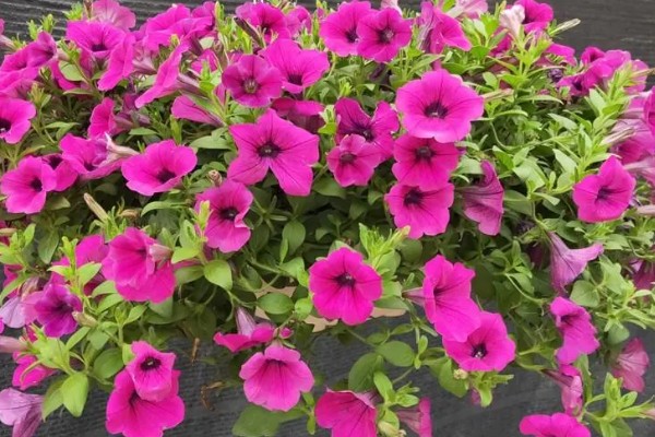 喇叭花在什么季节开,主要是在春夏季节开花