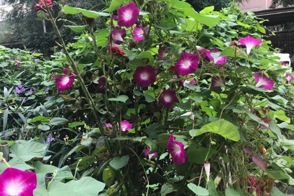 喇叭花在什么季节开,主要是在春夏季节开花