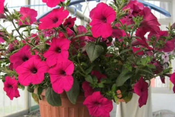 喇叭花在什么季节开,主要是在春夏季节开花