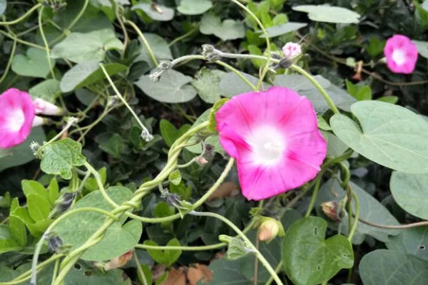 喇叭花在什么季节开,主要是在春夏季节开花