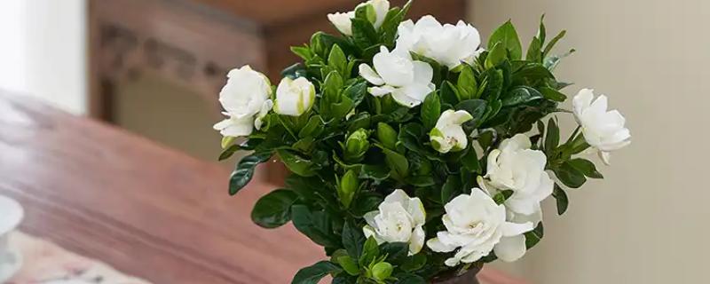 栀子花有没有毒，本身无毒可以养在室内