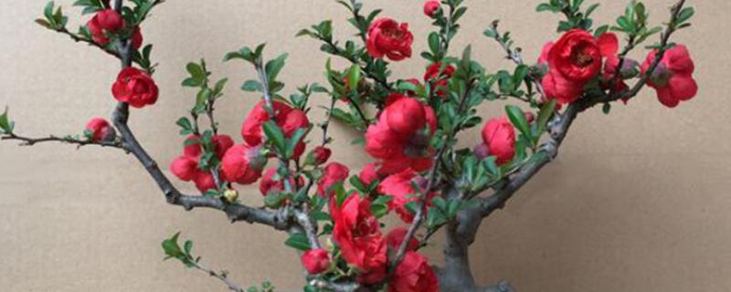 海棠花怎么养殖，夏季要放在光照弱的地方