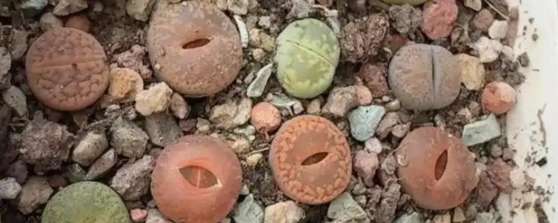 为什么生石花蜕皮那么小，可能是浇水过多所致