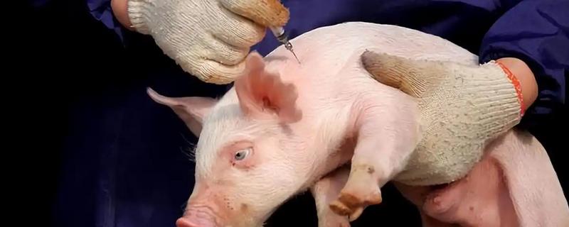 猪瘟疫苗怎么使用，乳兔苗可以进行肌肉或皮下注射
