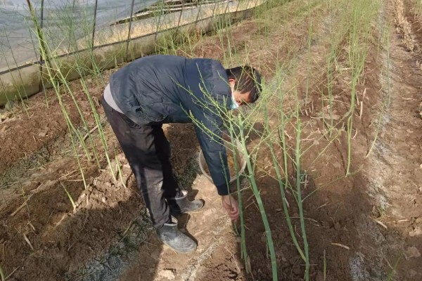 怎么收割芦笋，在距离芦笋根部5厘米的地方开始挖掘