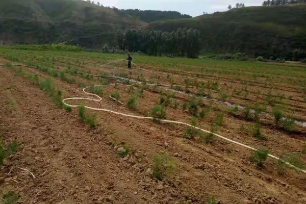 怎么收割芦笋，在距离芦笋根部5厘米的地方开始挖掘
