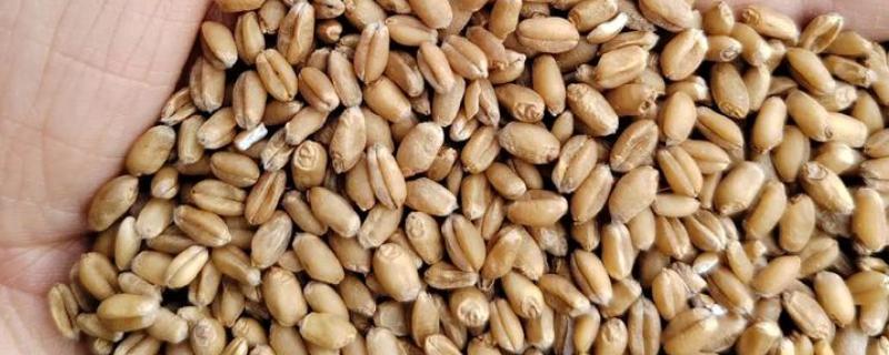 软小麦和硬小麦什么不同，作用和判断标准均不同