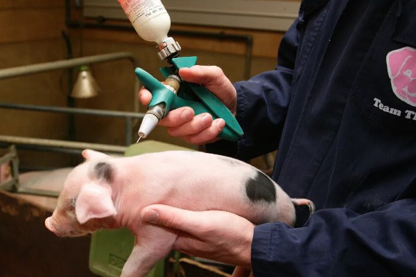 猪瘟疫苗怎么使用，乳兔苗可以进行肌肉或皮下注射