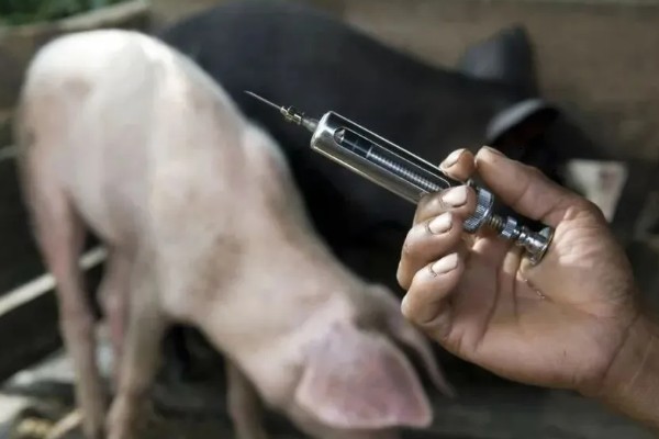 猪瘟疫苗怎么使用，乳兔苗可以进行肌肉或皮下注射