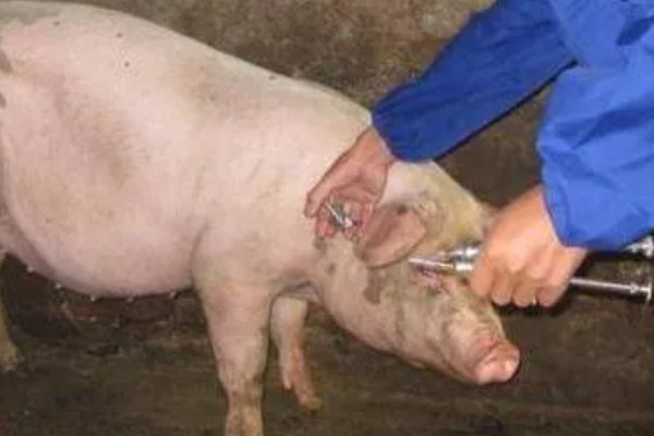 猪瘟疫苗怎么使用，乳兔苗可以进行肌肉或皮下注射