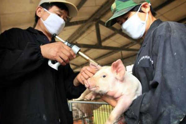 猪瘟疫苗怎么使用，乳兔苗可以进行肌肉或皮下注射