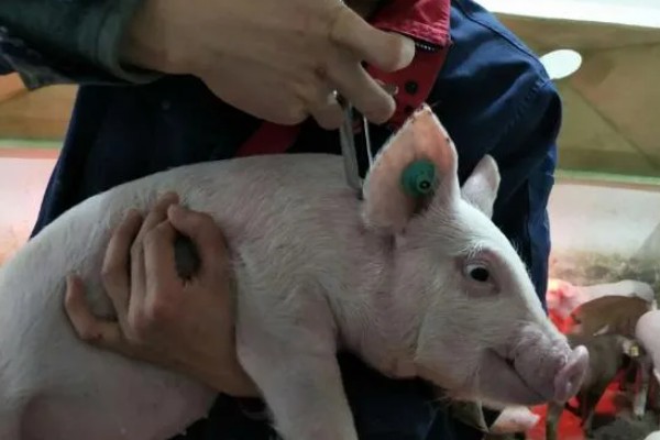 猪瘟疫苗怎么使用，乳兔苗可以进行肌肉或皮下注射