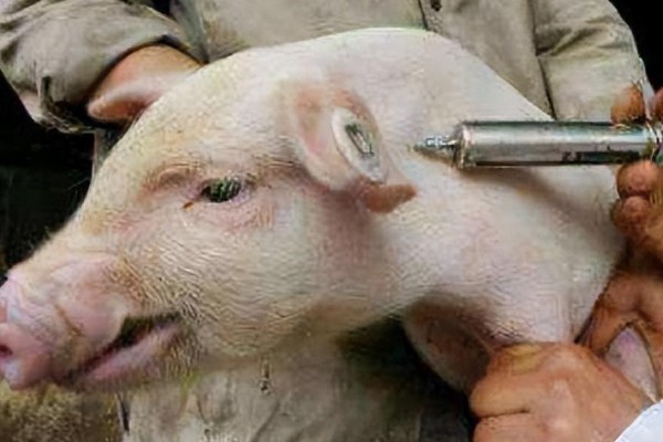 猪瘟疫苗怎么使用，乳兔苗可以进行肌肉或皮下注射