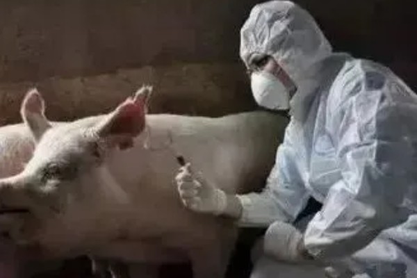 猪瘟疫苗怎么使用，乳兔苗可以进行肌肉或皮下注射