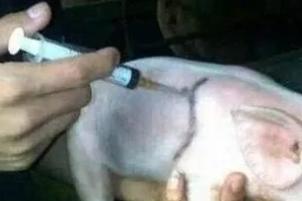 猪瘟疫苗怎么使用，乳兔苗可以进行肌肉或皮下注射