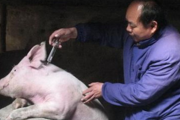 猪瘟疫苗怎么使用，乳兔苗可以进行肌肉或皮下注射