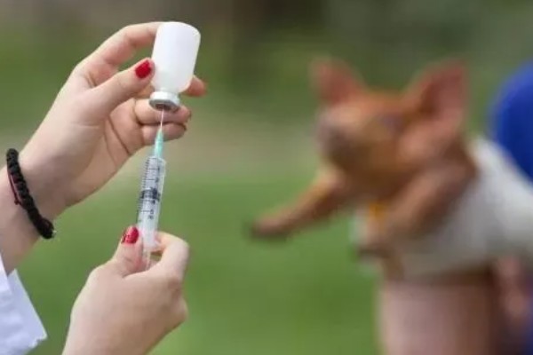 猪瘟疫苗怎么使用，乳兔苗可以进行肌肉或皮下注射