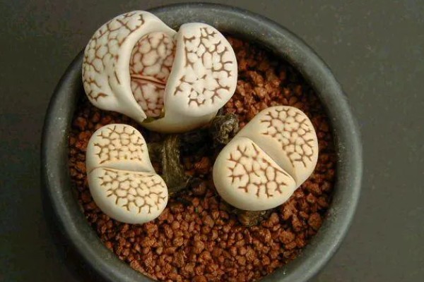 为什么生石花蜕皮那么小,可能是浇水过多所致