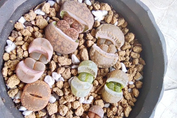 为什么生石花蜕皮那么小,可能是浇水过多所致