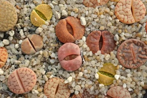 为什么生石花蜕皮那么小,可能是浇水过多所致