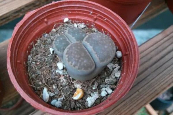 为什么生石花蜕皮那么小,可能是浇水过多所致