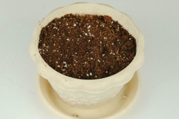 为什么生石花蜕皮那么小,可能是浇水过多所致