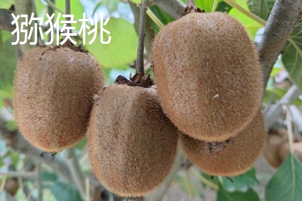 适合榨汁的水果有哪些，有柠檬、橙子等