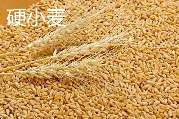 软小麦和硬小麦什么不同,作用和判断标准均不同