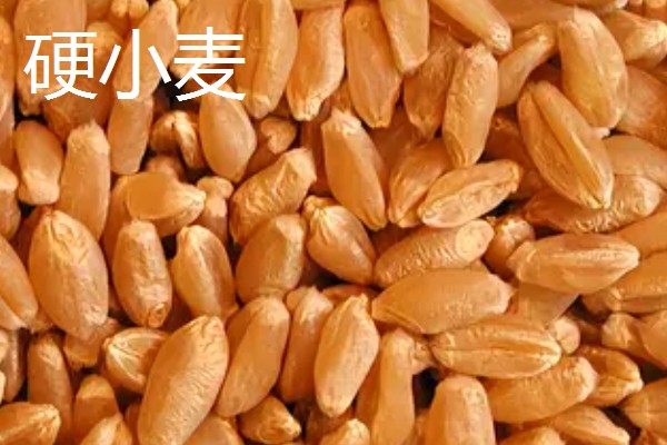 软小麦和硬小麦什么不同,作用和判断标准均不同