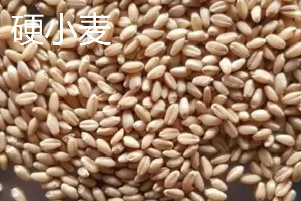 软小麦和硬小麦什么不同,作用和判断标准均不同