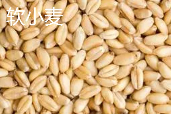 软小麦和硬小麦什么不同,作用和判断标准均不同