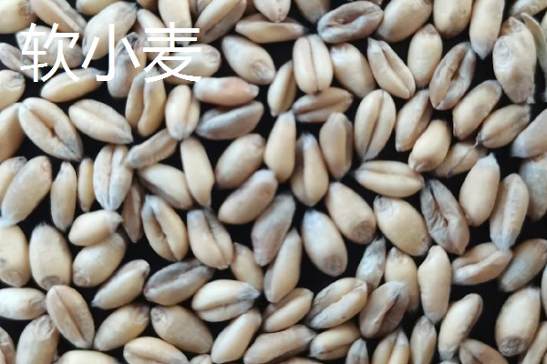 软小麦和硬小麦什么不同,作用和判断标准均不同