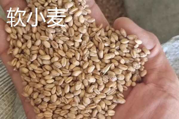软小麦和硬小麦什么不同,作用和判断标准均不同