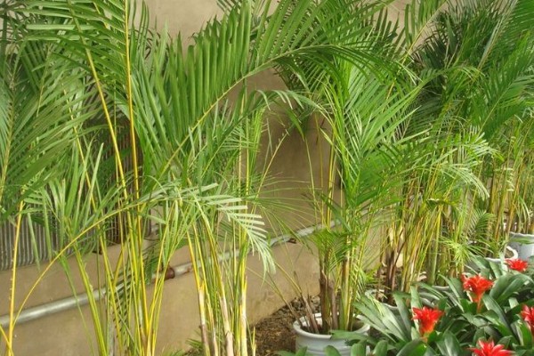 凤尾竹有什么花语，寓意健康长寿、坚韧不拔、步步高升