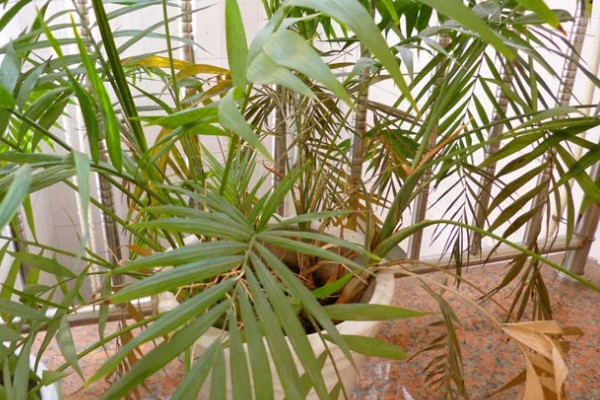 凤尾竹有什么花语，寓意健康长寿、坚韧不拔、步步高升