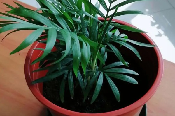 凤尾竹有什么花语，寓意健康长寿、坚韧不拔、步步高升