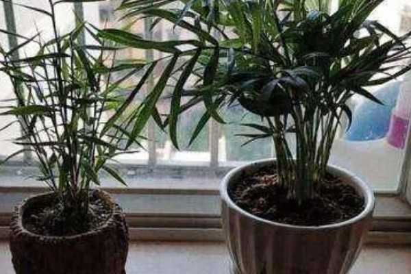 凤尾竹有什么花语，寓意健康长寿、坚韧不拔、步步高升