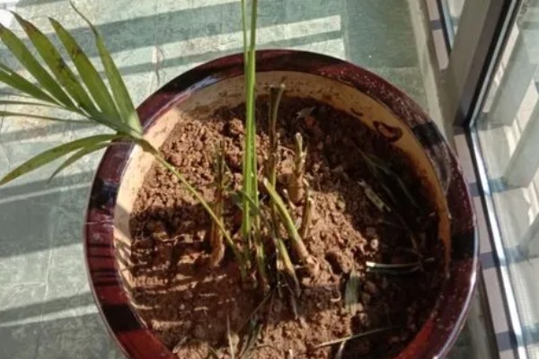 凤尾竹有什么花语，寓意健康长寿、坚韧不拔、步步高升