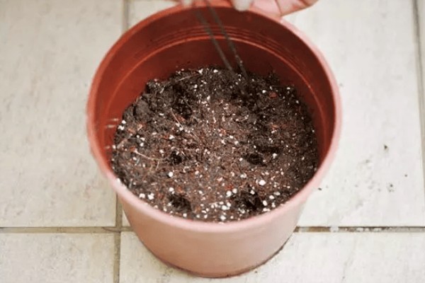 凤尾竹有什么花语，寓意健康长寿、坚韧不拔、步步高升