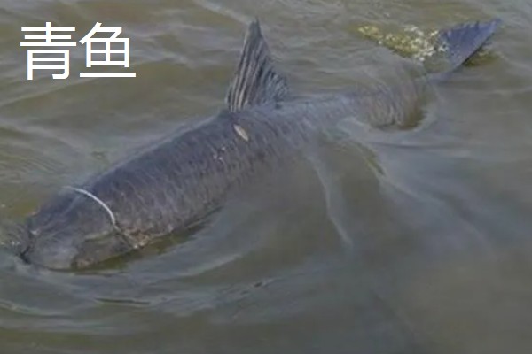 新关东钩型号对比，钩号越大拉力值越大