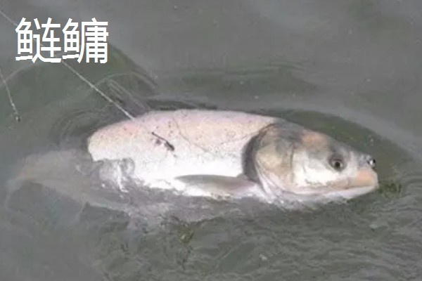 新关东钩型号对比，钩号越大拉力值越大