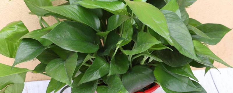 怎么养殖绿萝，生长盛期每隔半个月追施一次磷钾肥