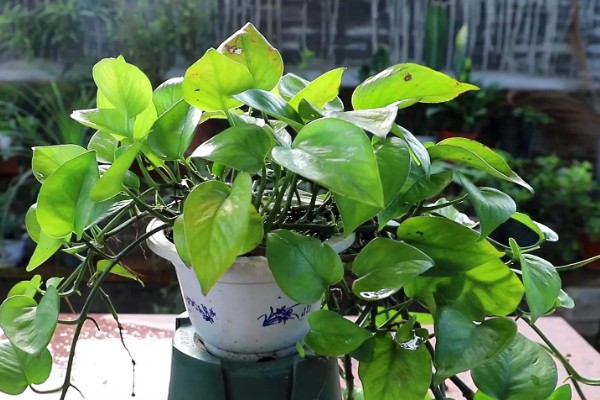 怎么养殖绿萝,生长盛期每隔半个月追施一次磷钾肥