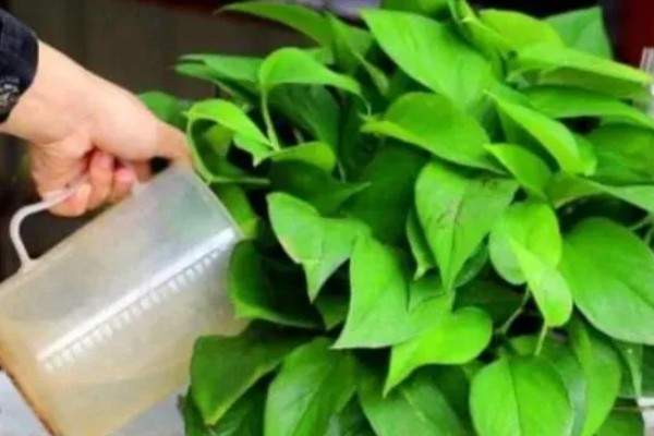 怎么养殖绿萝,生长盛期每隔半个月追施一次磷钾肥